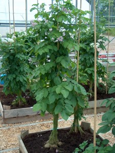 Rassen Healty plants used for cross-breeding